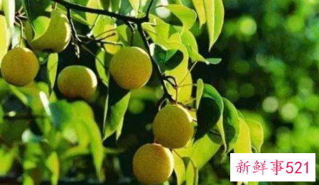 小酸梨是什么梨