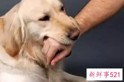 狗咬20年后复发是真的吗