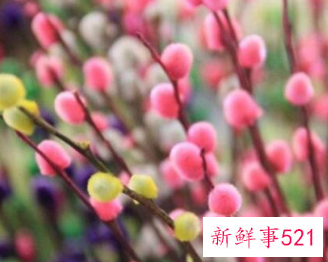 客厅放什么花最旺财