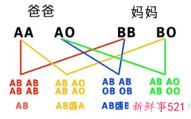 血型遗传规律表顺口溜