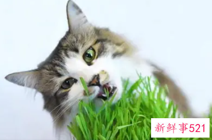 梦到喂猫吃草代表什么