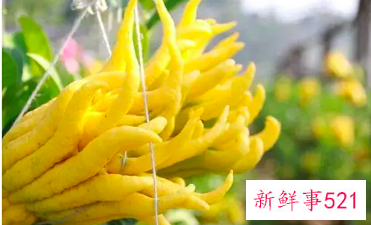 佛手黄精泡水喝的功效