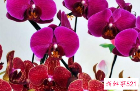 春节家庭摆放鲜花