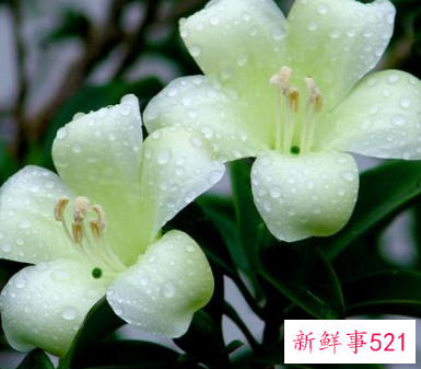 非洲茉莉对家居环境的影响