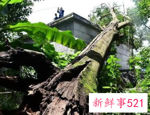 梦见大树倒塌是什么意思