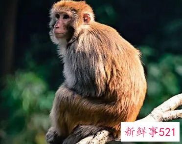 属猴的女人适合戴什么首饰