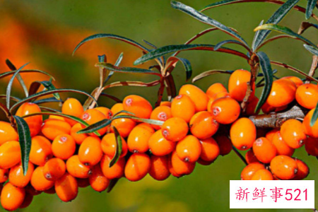 沙棘的食用方法