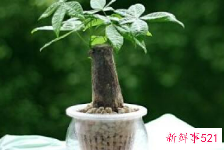 发财树浇水往哪里浇