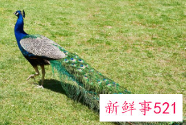 孔雀的羽毛怎么形容