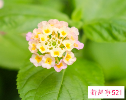 人工栽培五色梅的注意事项