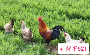 属鸡一生远离这个人