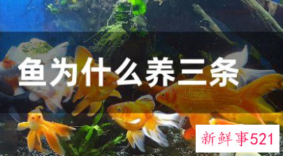 鱼为什么养三条