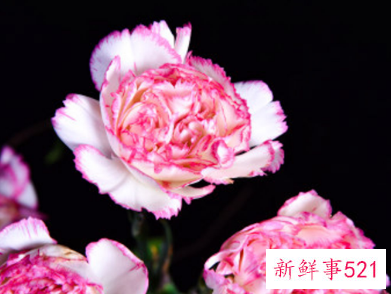 康乃馨花语和赠送对象