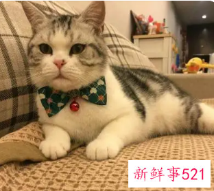 猫咪一般需要借配几天