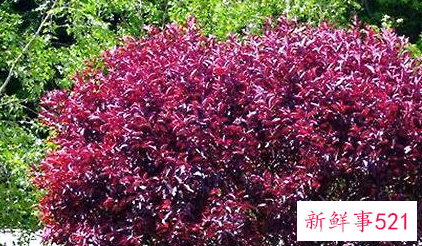 如何为紫叶李进行嫁接繁殖