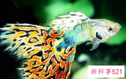 孔雀鱼饲养全攻略