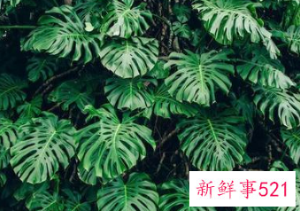 寓意健康长寿的花是什么花