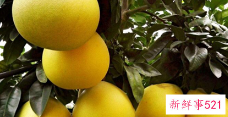 甘蔗和柚子能一起吃吗