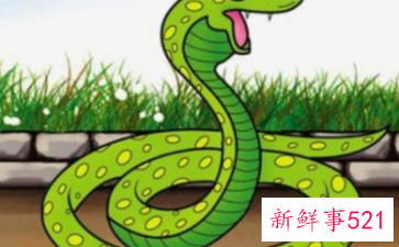 为什么属蛇的人很厉害