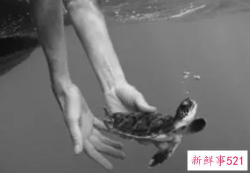 放生应该说什么话