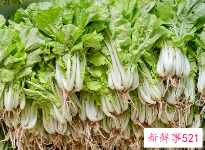 青菜和白菜的营养区别