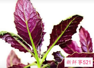 紫背天葵怎么做好吃