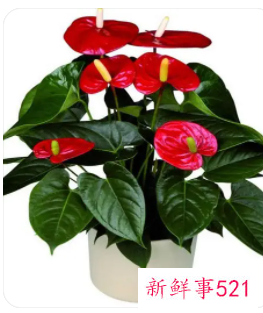 家里不能养红掌