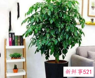 什么植物在家养比较吉利