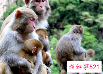 猴与十二生肖的配对