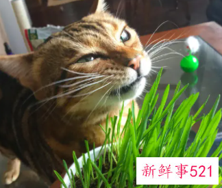 梦到喂猫吃草代表什么