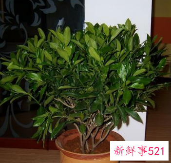 非洲茉莉对家居环境的影响