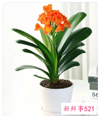 阳台养什么花招财并聚财