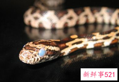 梦见好多的蛇是怎么回事