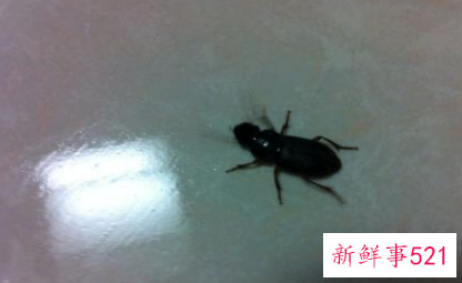 厨房很多小虫子怎么办