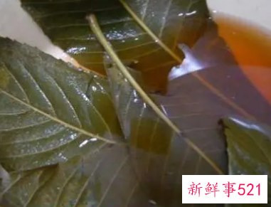 枇杷叶煮水喝多了有害处吗