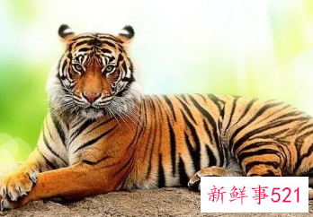 属虎的做什么生意好