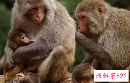 属猴的最佳配偶