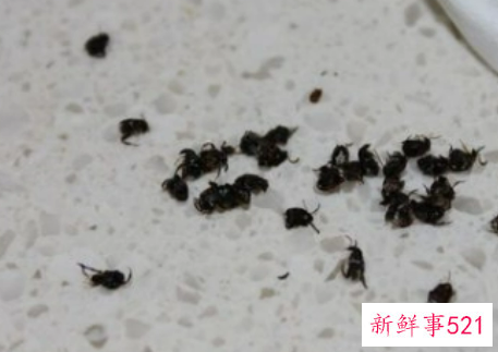 梦见家里很多虫子是什么意思