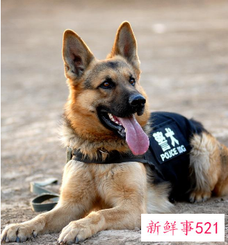 警犬领养需要什么条件