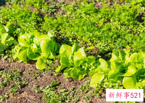 蔬菜什么最有营养价值