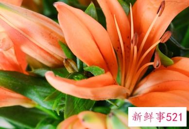 百合花象征什么生肖