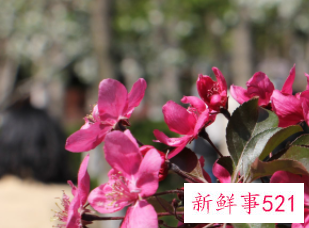 海棠的营养价值与功效