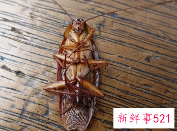 蟑螂不能踩死是真的吗