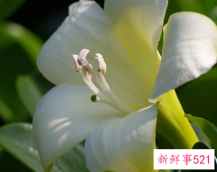 非洲茉莉对家居环境的影响