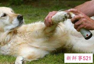 夏天小狗是怎样避暑的