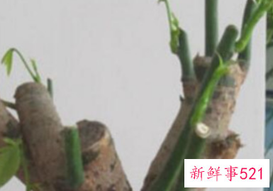 发财树死了复活方法如下