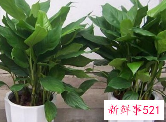 寓意健康长寿的花是什么花