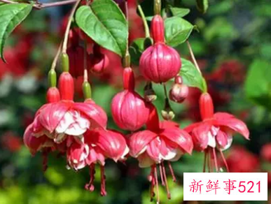 扶桑灯笼花养殖方法