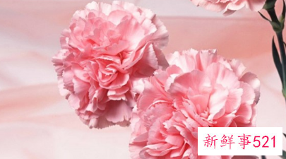 康乃馨花语和赠送对象