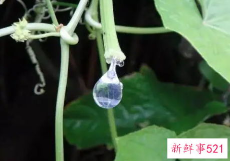 丝瓜水究竟适合哪种肤质